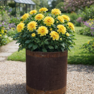 Cirkelkumme Perforeret m. rustent look